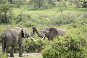 ElephantS