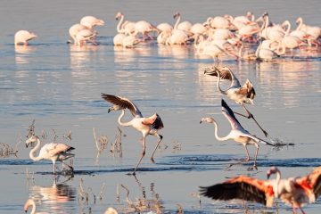 Flamingos