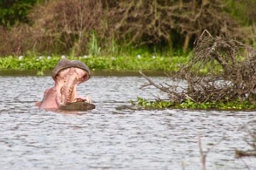 Lake Naivasha